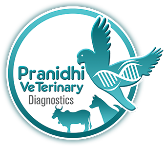 Pranidhi Veterinary